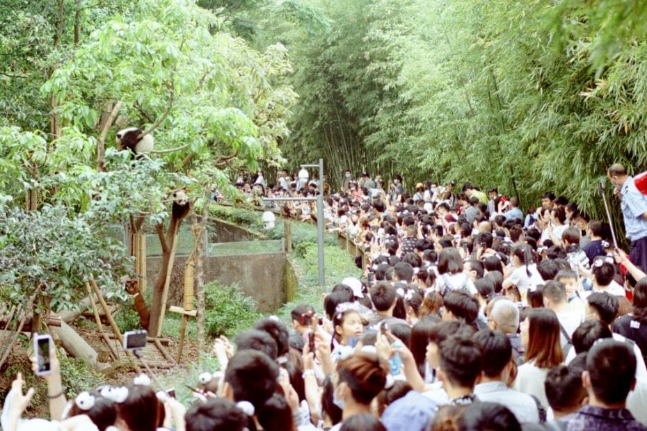 chengdu panda reservaat